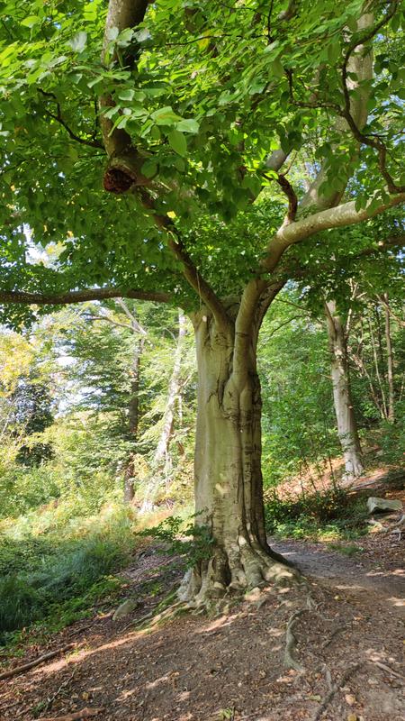 Sortie – Découverte des arbres