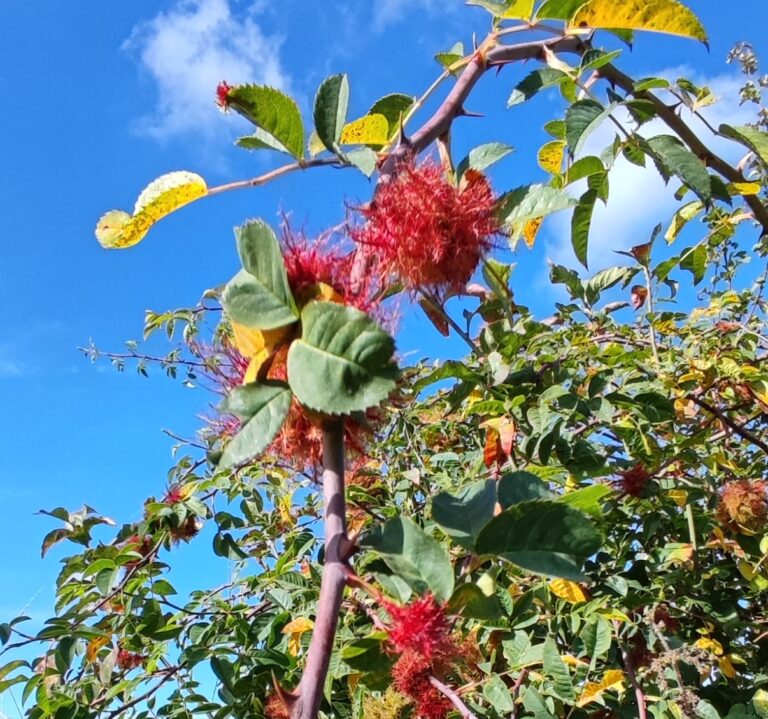 Sortie – Plantes hotes et leurs insectes