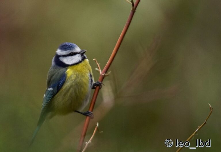 Sortie – Observons les oiseaux